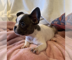 French Bulldog Puppy for sale in JOHNS ISLAND, SC, USA
