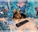 Small #1 Yorkshire Terrier