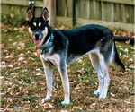 Small #8 Huskies  Mix