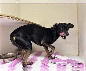 Chihuahua Dogs for adoption in Texas City, TX, USA