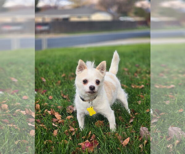 Medium Photo #3 Mutt Puppy For Sale in Sandy, UT, USA