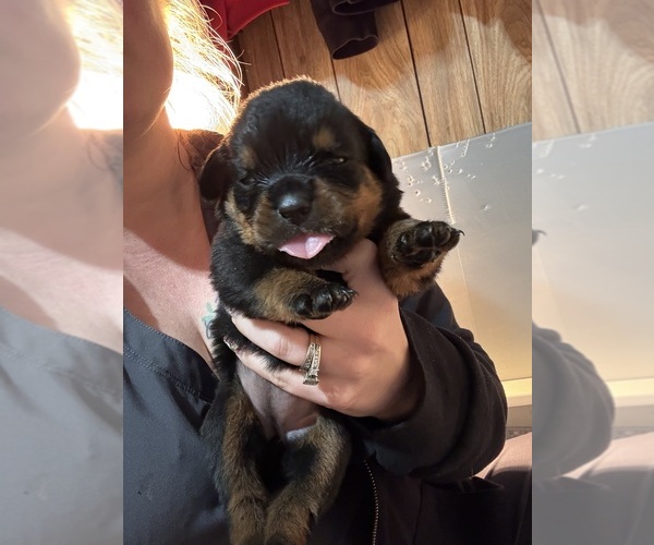Medium Photo #2 Rottweiler Puppy For Sale in GREEN SPRINGS, OH, USA