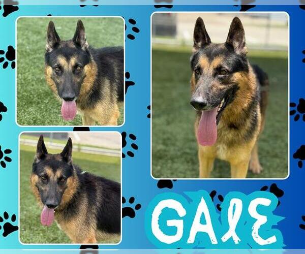 Medium Photo #2 German Shepherd Dog Puppy For Sale in Pearland, TX, USA