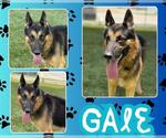 Small #1 German Shepherd Dog
