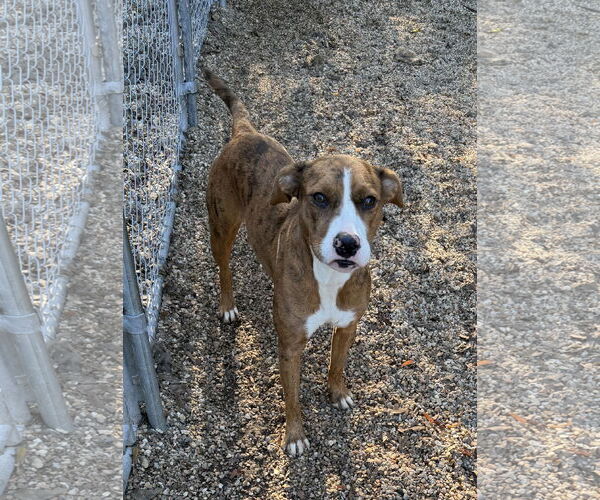 Medium Photo #2 Catahoula Leopard Dog-Unknown Mix Puppy For Sale in Oakhurst, NJ, USA