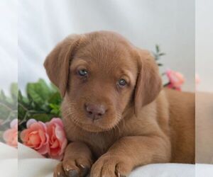 Labrador Retriever Puppy for sale in GREEN PARK, PA, USA
