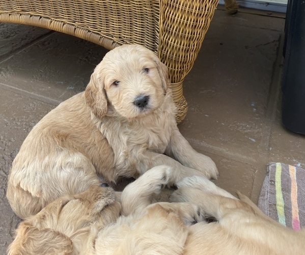 Full screen Photo #1 Goldendoodle Puppy For Sale in TARPON SPRINGS, FL, USA