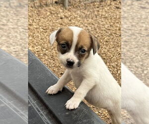 Chiweenie Dogs for adoption in Bolivar, MO, USA