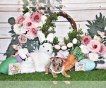 Small Photo #27 Chihuahua Puppy For Sale in CHARLESTON, AR, USA