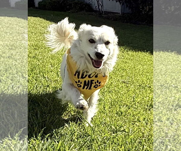 Medium Photo #4 Cardigan Welsh Corgi-Dachshund Mix Puppy For Sale in Lake Elsinore, CA, USA