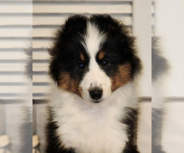 Medium Photo #1 Shetland Sheepdog Puppy For Sale in WARNE, NC, USA