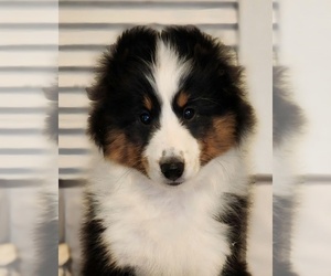 Father of the Shetland Sheepdog puppies born on 08/21/2026