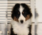 Small Photo #1 Shetland Sheepdog Puppy For Sale in WARNE, NC, USA