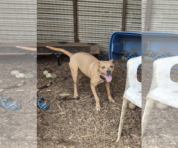 Medium Photo #1 Miniature Pinscher-Unknown Mix Puppy For Sale in Rustburg, VA, USA