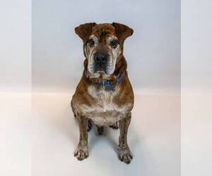 Roy - Male Bulldog-Unknown Mix Dog for Adoption - Photo #8