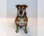 Small #14 Bulldog Mix