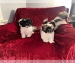 Small #14 Shih Tzu