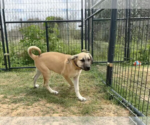 Medium Photo #16 Anatolian Shepherd-Rhodesian Ridgeback Mix Puppy For Sale in Higley, AZ, USA