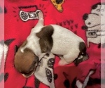 Small #4 Dachshund