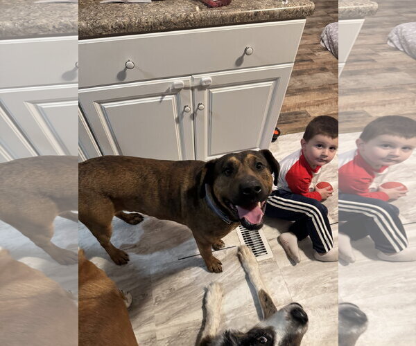 Medium Photo #8 Mutt Puppy For Sale in Fenton, MO, USA