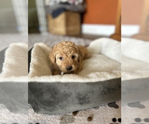 Goldendoodle (Miniature) Puppy for sale in BRADENTON, FL, USA