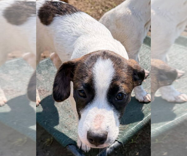 Medium Photo #4 Mutt Puppy For Sale in Canton, CT, USA