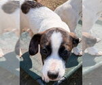 Small Photo #4 Mutt Puppy For Sale in Canton, CT, USA