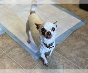 Chihuahua Dogs for adoption in Raleigh, NC, USA