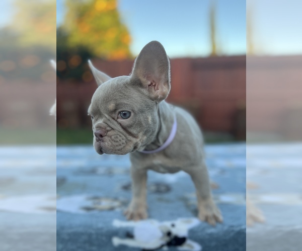 Medium Photo #2 French Bulldog Puppy For Sale in SACRAMENTO, CA, USA
