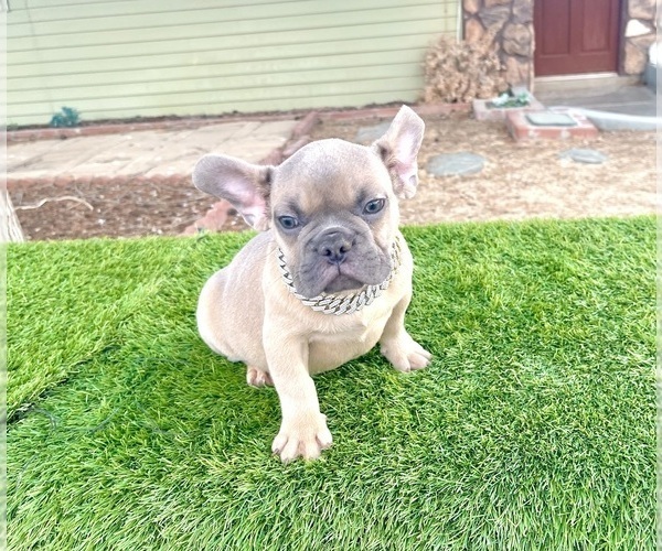 Medium Photo #7 French Bulldog Puppy For Sale in WEST HOLLYWOOD, CA, USA