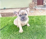 Small #6 French Bulldog