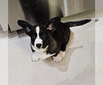 Small Photo #1 Cardigan Welsh Corgi Puppy For Sale in LIVERMORE, CO, USA