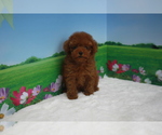 Small Photo #2 Poodle (Toy) Puppy For Sale in BECKWOURTH, CA, USA