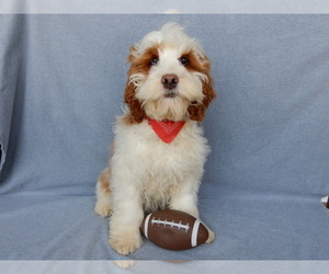 Cockapoo Puppy for sale in MILLERSBURG, OH, USA