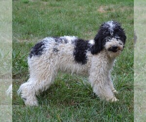 Poodle (Standard) Puppy for sale in SHIPPENSBURG, PA, USA