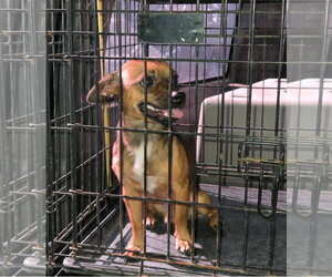 SPONSOR OR FOSTER ME - Nacho - Male Chihuahua-Unknown Mix Dog for Adoption - Photo #2