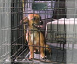 Small Photo #2 Chihuahua-Unknown Mix Puppy For Sale in Grafton, WI, USA