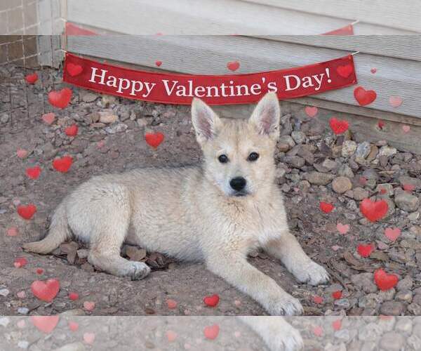 Medium Photo #3 Shiba Inu-Unknown Mix Puppy For Sale in Yardley, PA, USA