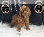 Puppy Flame AKC Poodle (Toy)