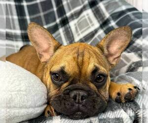 French Bulldog Puppy for sale in REDMOND, WA, USA