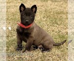 Small Belgian Malinois