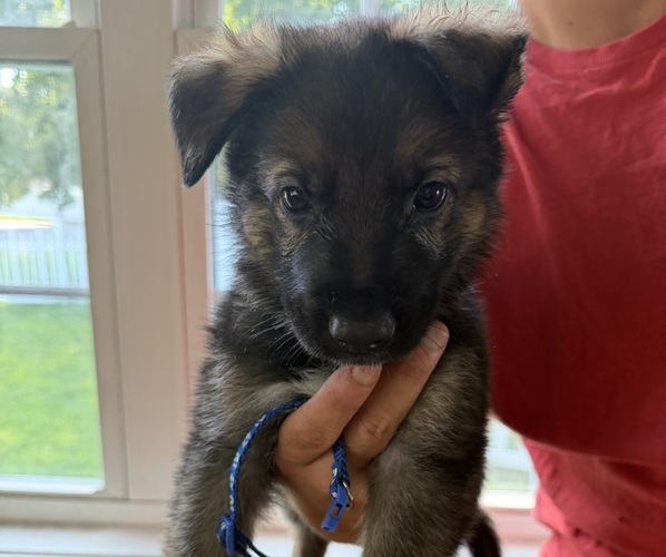 Medium Photo #10 German Shepherd Dog Puppy For Sale in AGAWAM, MA, USA