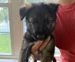 Puppy Dark Blue German Shepherd Dog