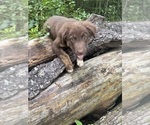Puppy Reba Borador