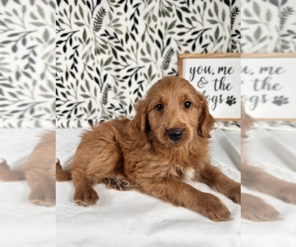 Medium Photo #3 Goldendoodle (Miniature) Puppy For Sale in GREENWOOD, IN, USA