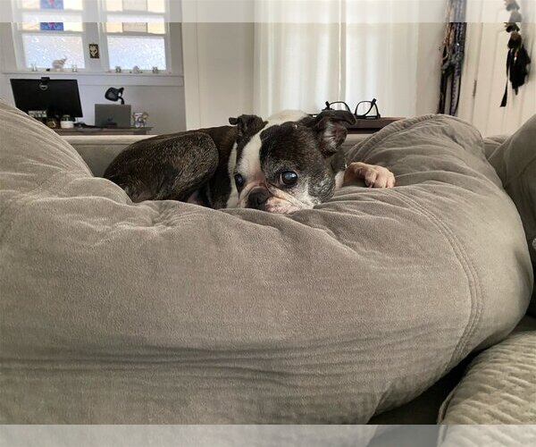 Medium Photo #3 Boston Terrier Puppy For Sale in Little Elm, TX, USA