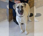 Small #1 Anatolian Shepherd Mix