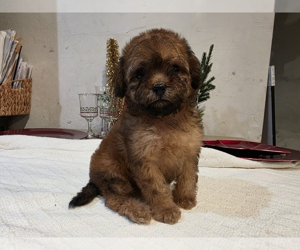 Medium Photo #4 Goldendoodle (Miniature) Puppy For Sale in DUBLIN, TX, USA