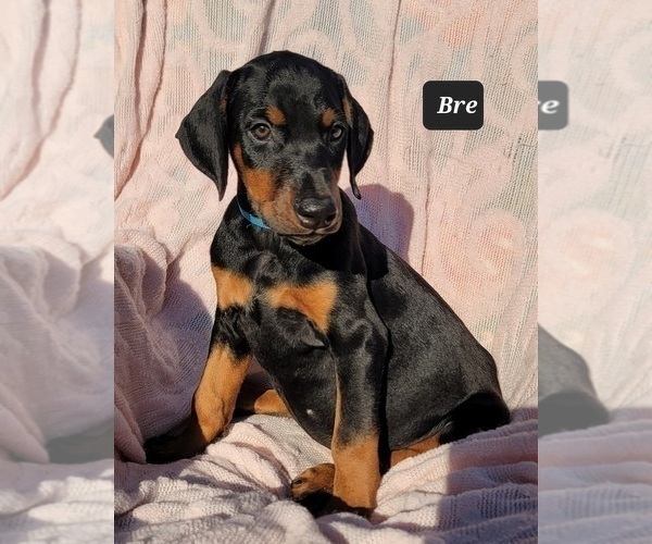 Medium Photo #12 Doberman Pinscher Puppy For Sale in POMEROY, OH, USA