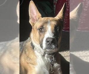 German Shepherd Dog-Unknown Mix Dogs for adoption in San Antonio, TX, USA